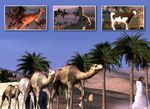 Animals Module