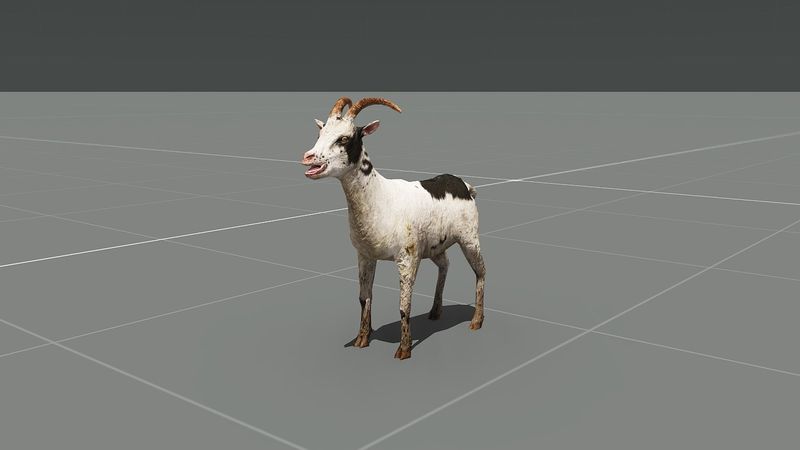 File:Goat random F.jpg
