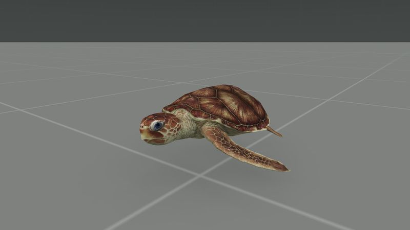 File:Turtle F.jpg