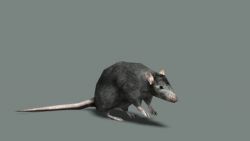 SPE Black Rat.jpg