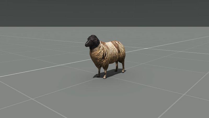 File:Sheep random F.jpg